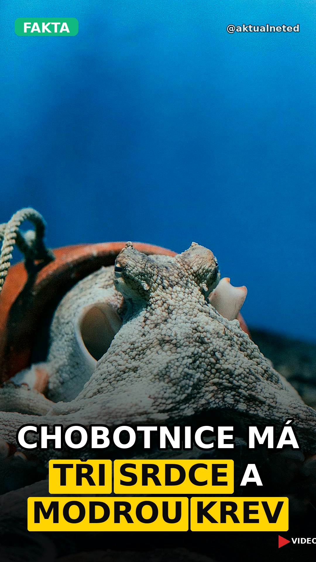 CHOBOTNICE MÁ TŘI SRDCE A MODROU KREV