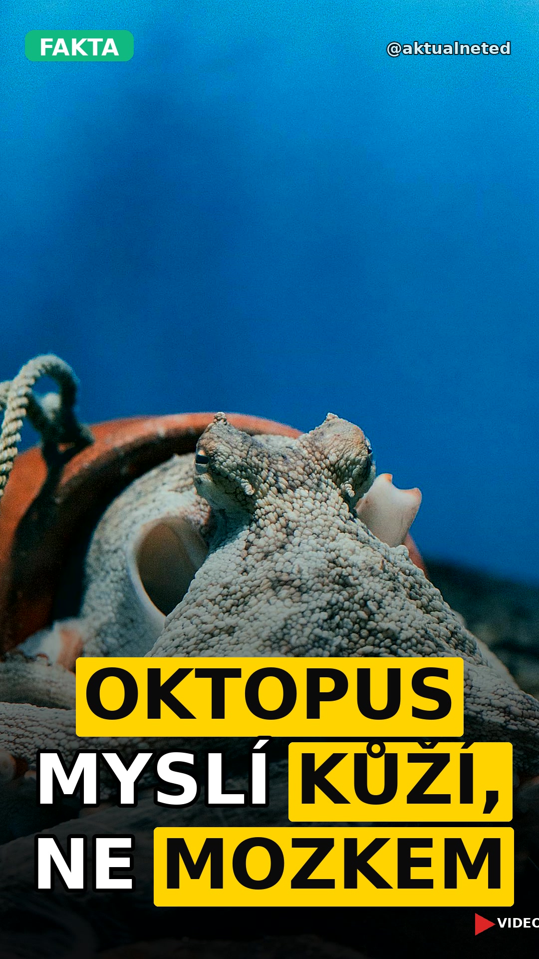 OKTOPUS MYSLÍ KŮŽÍ, NE MOZKEM