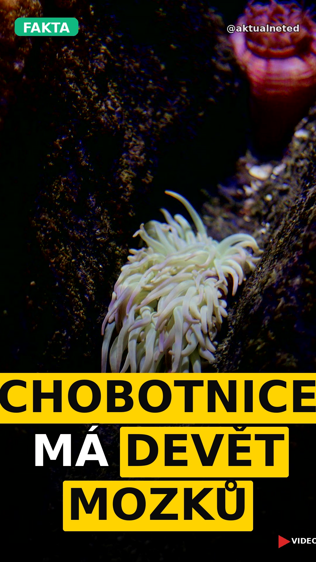 CHOBOTNICE MÁ DEVĚT MOZKŮ